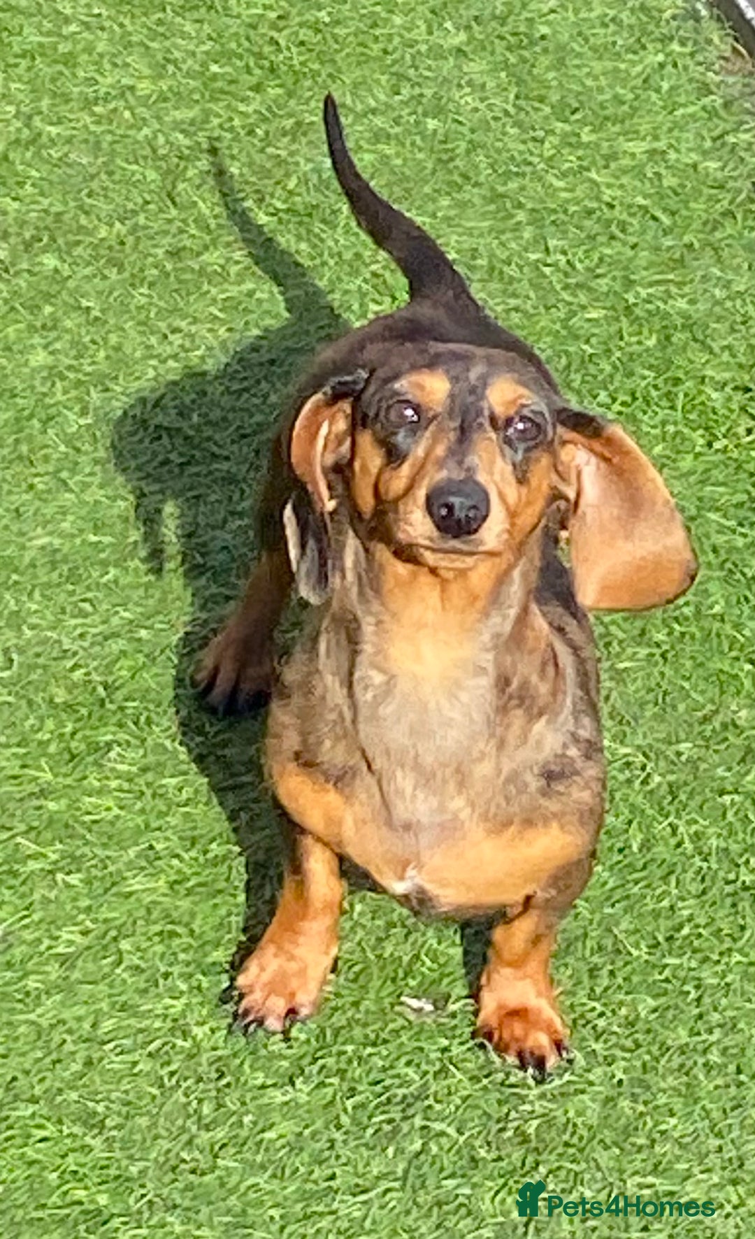 Miniature Dachshund dogs for sale: Miniature dachshunds - Image 12