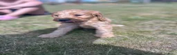 Cockapoo dogs for sale: A gorgeous litter of F1 cockapoos, boys & girls.  - Advert 22