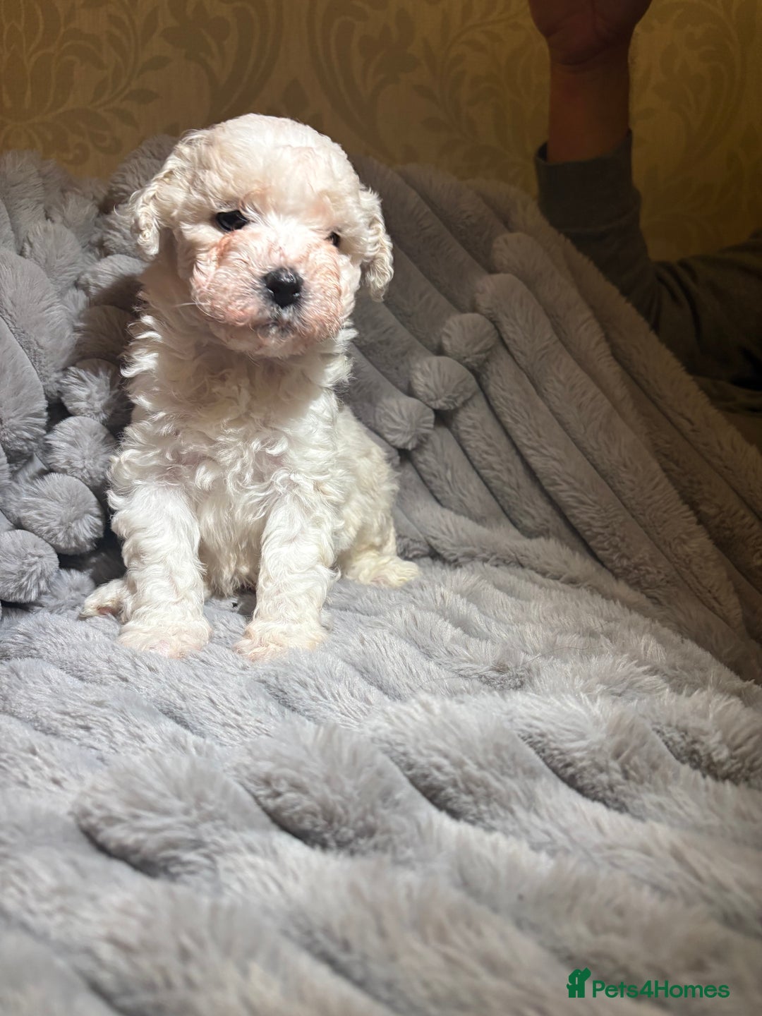 Shihpoo dogs for sale: Shihpoos for sale   - Advert 10