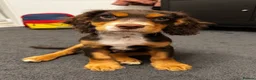Cocker Spaniel dogs for sale: 8 month old male cocker spaniel - Advert 2