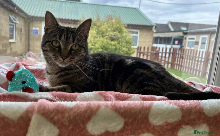 Domestic Shorthair cats - Advert 5