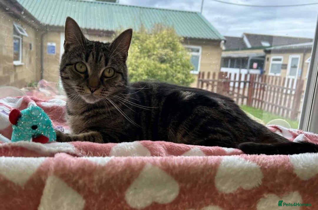 Domestic Shorthair cats for adoption: Daisy - Image 1