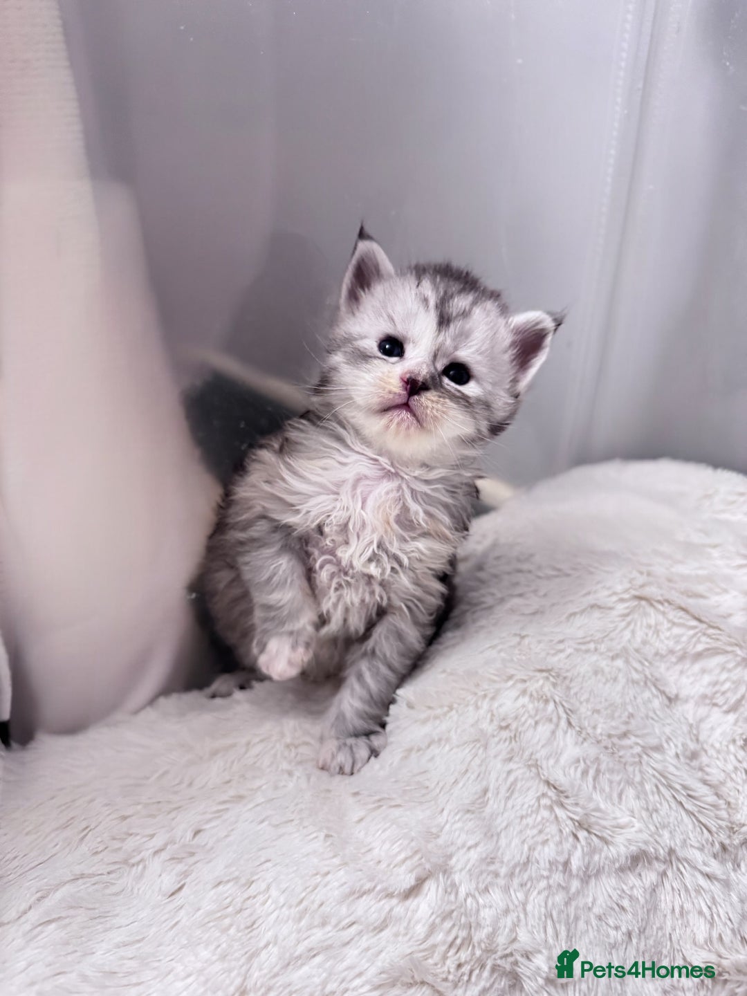 Maine Coon cats for sale: 🌟🌟Beautiful  Maine Coon kittens 🌟🌟🌟 - Advert 15