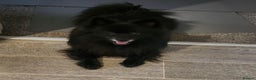 Pomeranian dogs for sale: Pomeranian for sale - Advert 18