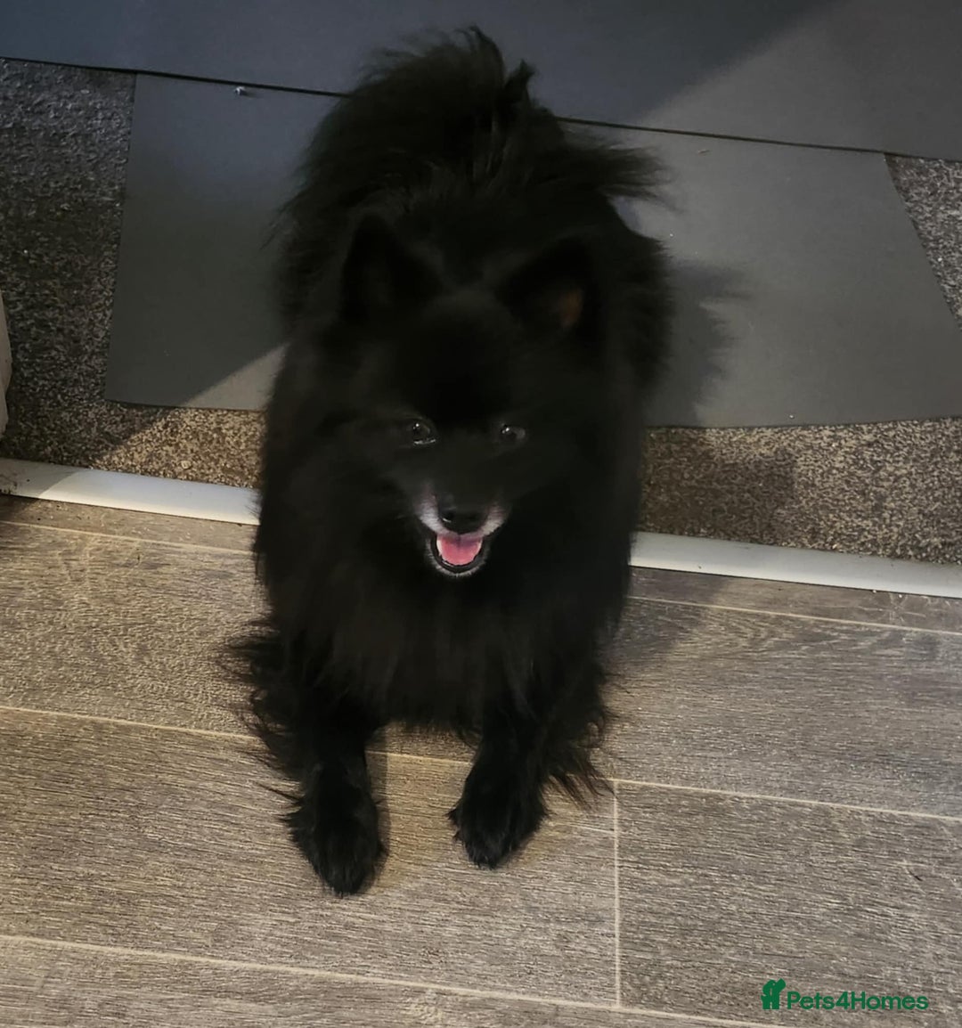 Pomeranian dogs for sale: Pomeranian for sale - Advert 18