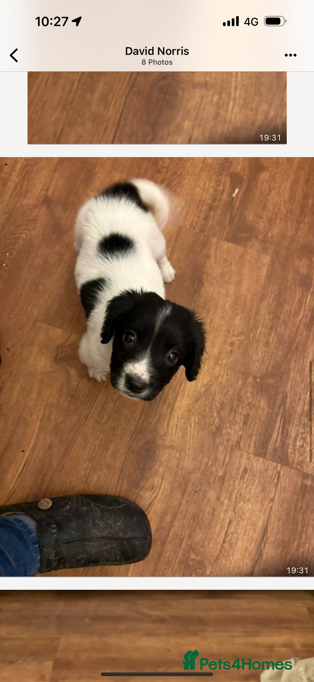 English Springer Spaniel dogs for sale: Springer Pups looking for new homes  - Advert 6