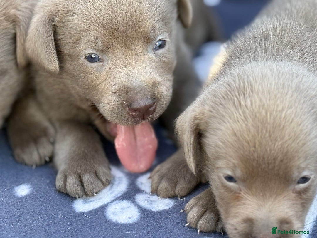 Labrador Retriever dogs for sale: Kc reg SILVER AND CHAMPAGNE LABRADORS  - Image 11
