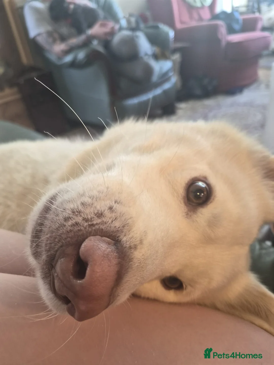 Siberian Husky dogs for sale: Beautiful white husky boy in Horncastle - Advert 2