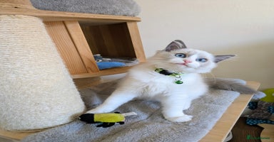 Ragdoll cats - Advert 9