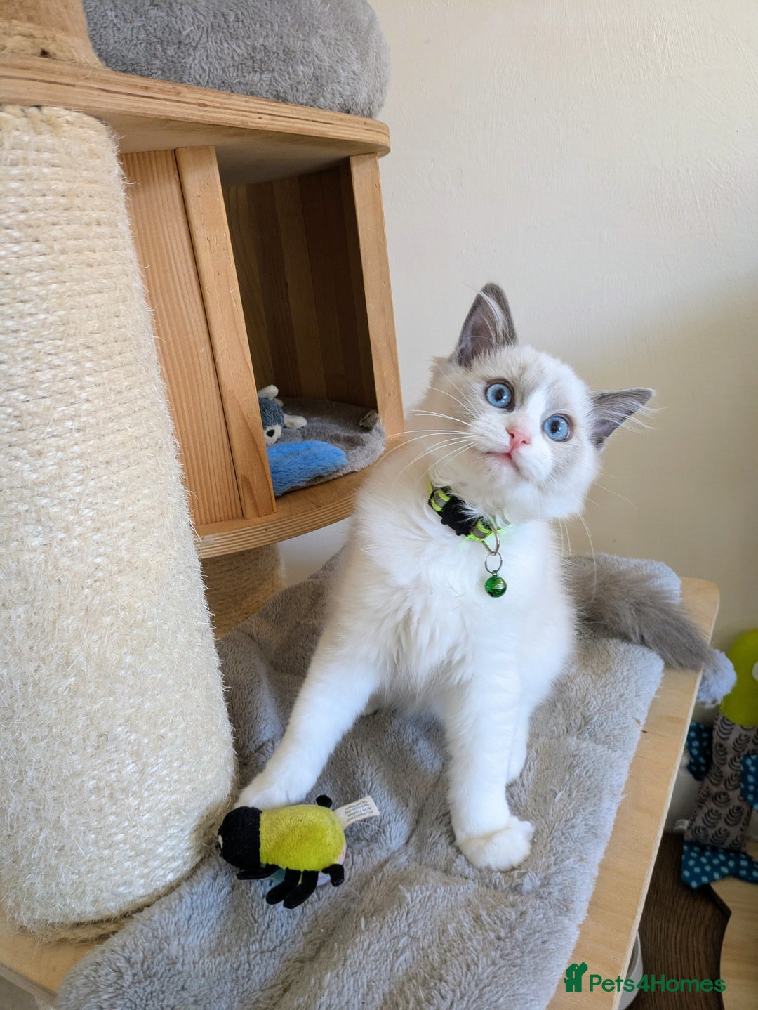 Ragdoll cats for sale: 🐾💎Male Kitten Available Now💎🐾 - Image 3