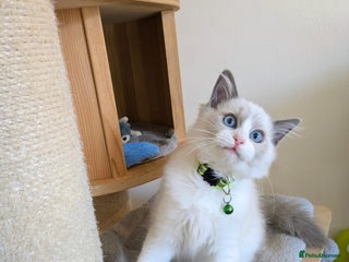 Ragdoll cats - Advert 25