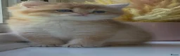 British Shorthair cats for sale: Rare stunning GCCF Golden British Shorthair Kitten - Advert 3