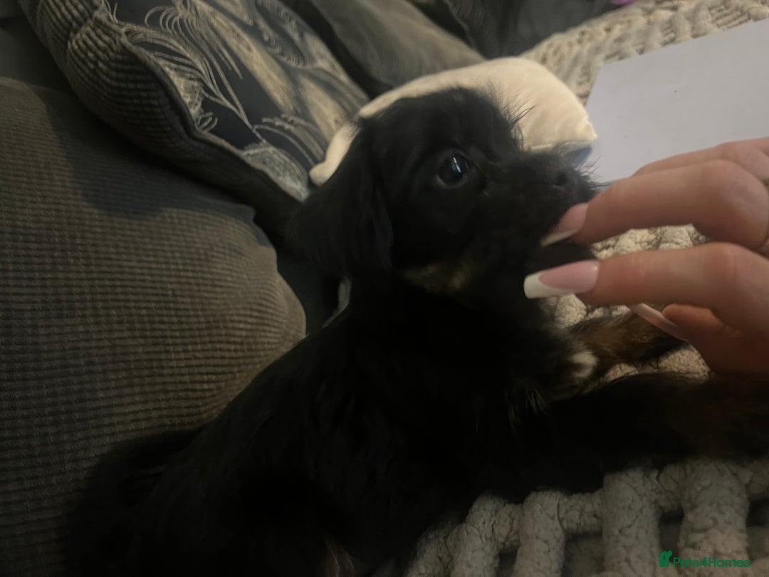 Mixed Breed dogs for sale: Jackapoo frenchy - Advert 13