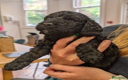 Cockapoo dogs for sale: ✨ F2 Cockapoo Puppies – Ready mid Nov ✨ - Image 18