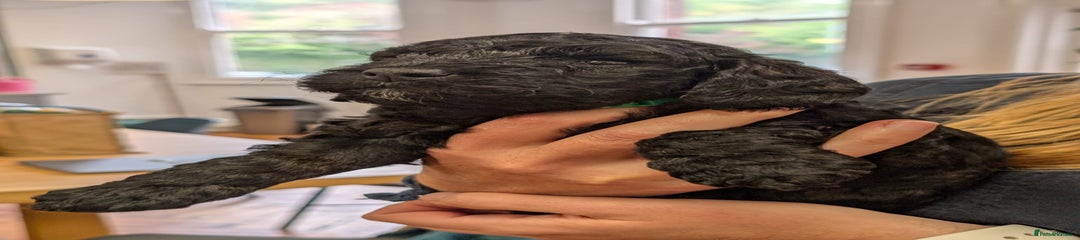 Cockapoo Puppy 2 (sold) 