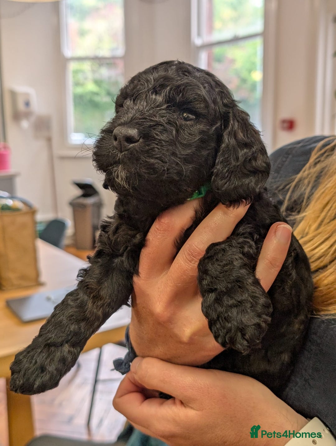 Cockapoo dogs for sale: ✨ F2 Cockapoo Puppies – Ready mid Nov ✨ - Image 18