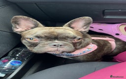 French Bulldog dogs for sale: French bull dog - Image 1