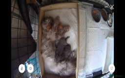 Persian cats for sale: Pure Bred Persian Babies GCCF Registered Breeder - Image 15