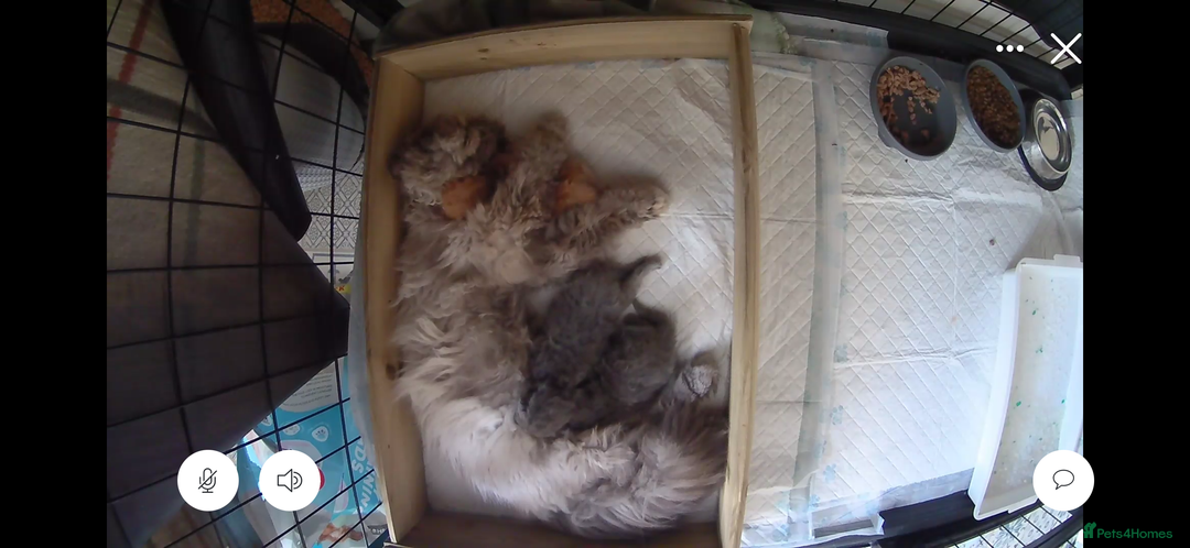 Persian cats for sale: Pure Bred Persian Babies GCCF Registered Breeder - Image 15