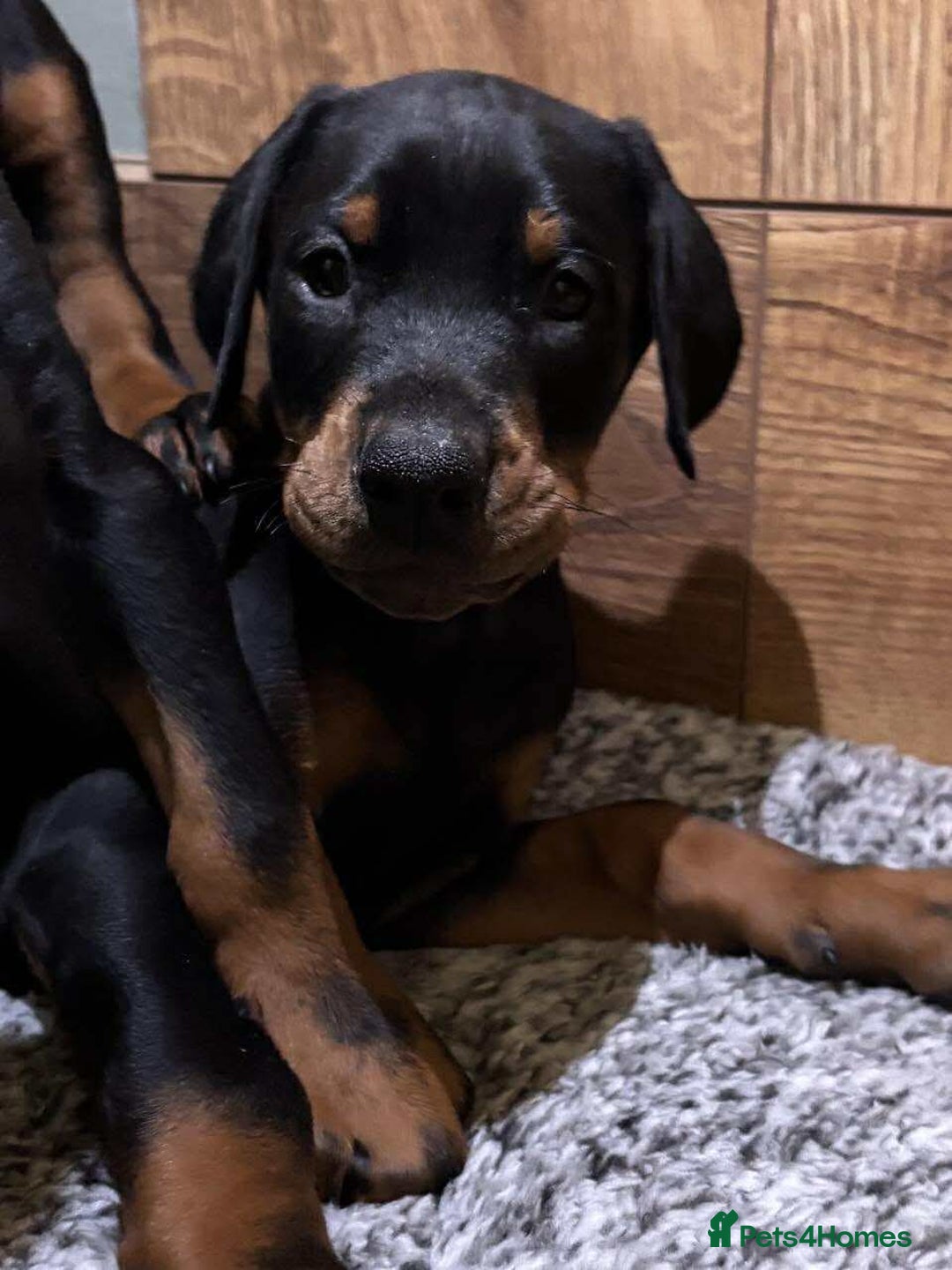 Dobermann dogs for sale: Stunning KC Dobermans champion bloodlines  - Advert 13