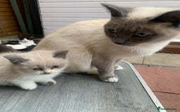 Persian cats for sale: Our cute adorable little female seal point  - Image 12