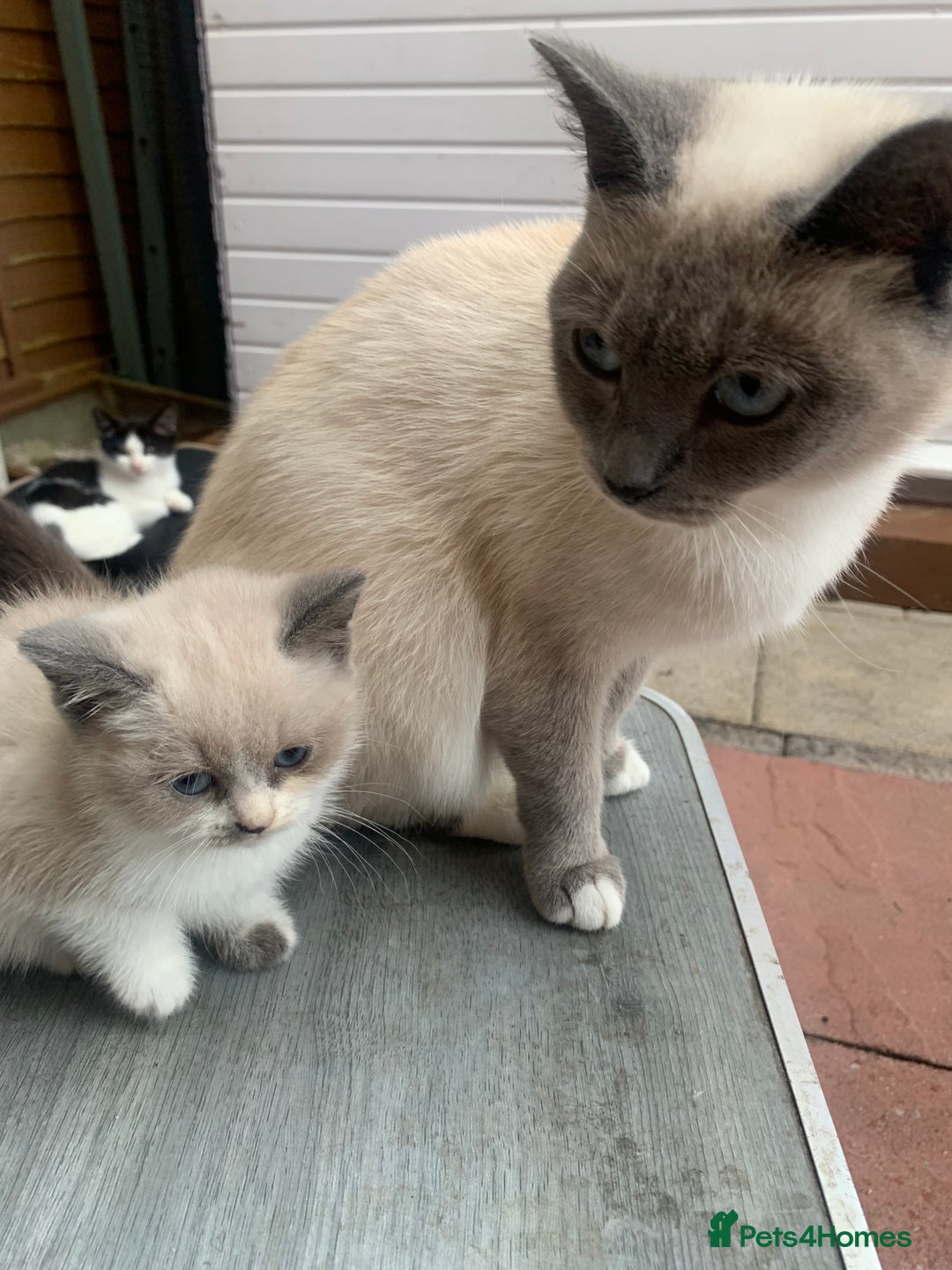Persian cats for sale: Our cute adorable little female seal point  - Image 12