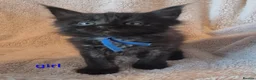 Maine Coon cats for sale: Amazing mainecoon kittens - Advert 5