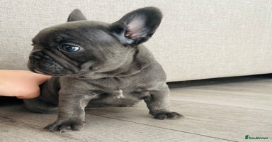 French Bulldog dogs - Advert 2