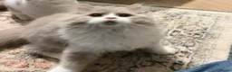British Shorthair cats for sale: GCCF BLH AND BSH LILAC BI BOYS - Advert 1