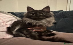 Maine Coon cats for sale: Maincoon boys - Image 8