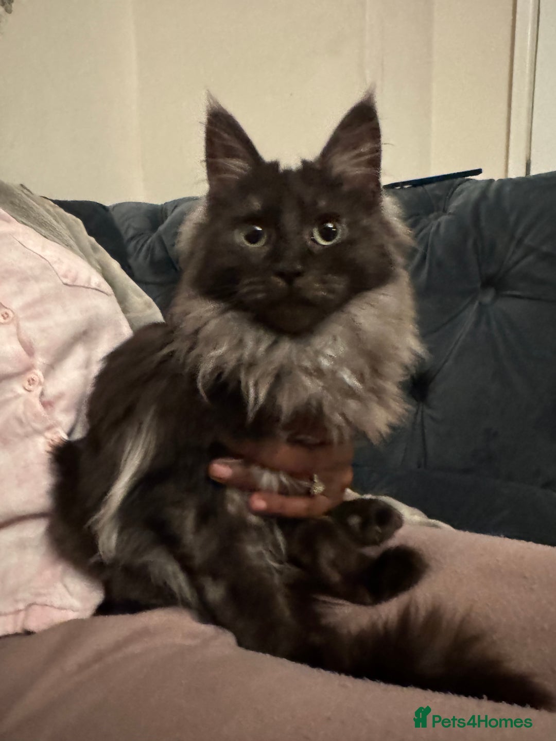 Maine Coon cats for sale: Maincoon boys - Image 8