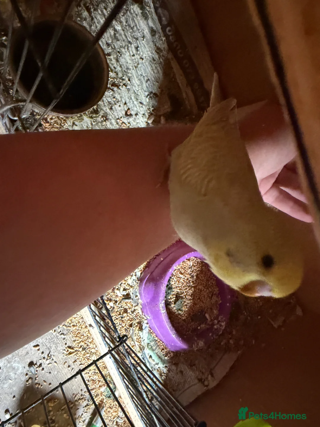 Budgerigars birds for sale: Hand tame baby budgies - Advert 2
