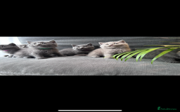 British Shorthair cats for sale: PURE PEDIGREE BSH KITTENS - Image 2