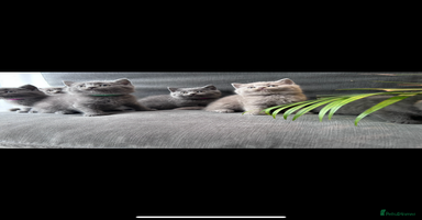 British Shorthair cats - Advert 5