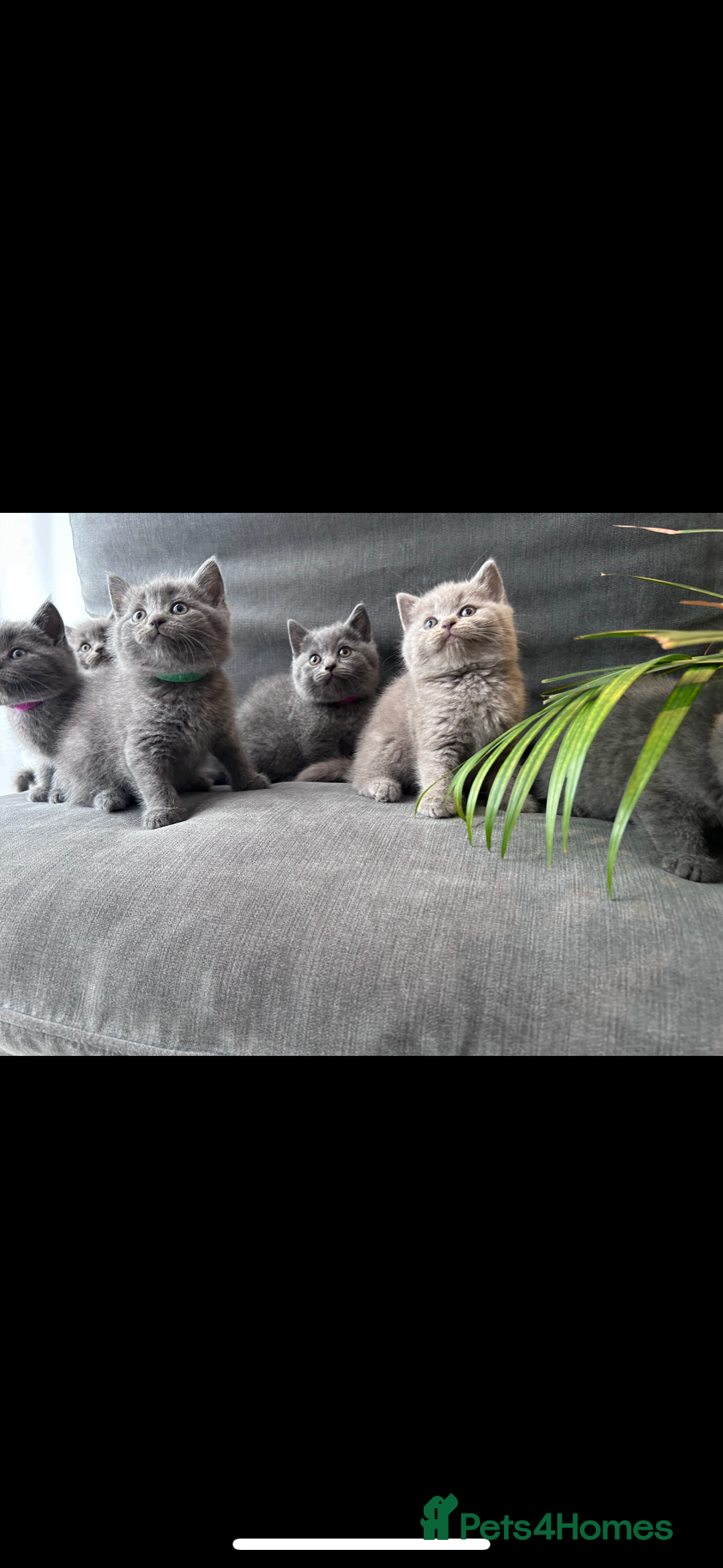 British Shorthair cats for sale: PURE PEDIGREE BSH KITTENS - Image 2