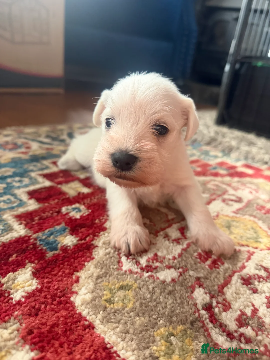 Miniature Schnauzer dogs for sale: White state miniature schnauzer pups in Neath - Advert 3