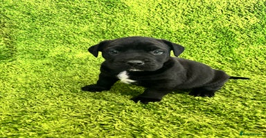 Mixed Breed dogs Boerboel x Bullmann (Bullmastiff/Dobbermann) - Advert 16