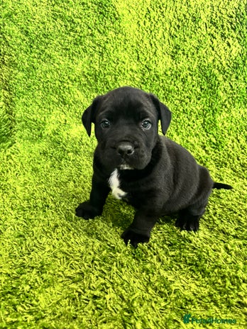 Mixed Breed dogs Boerboel x Bullmann (Bullmastiff/Dobbermann) - Advert 1