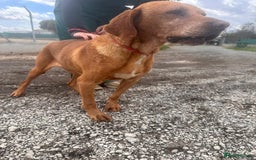 Mixed Breed dogs for adoption: Makis , a loving Cypriot boy  - Image 1