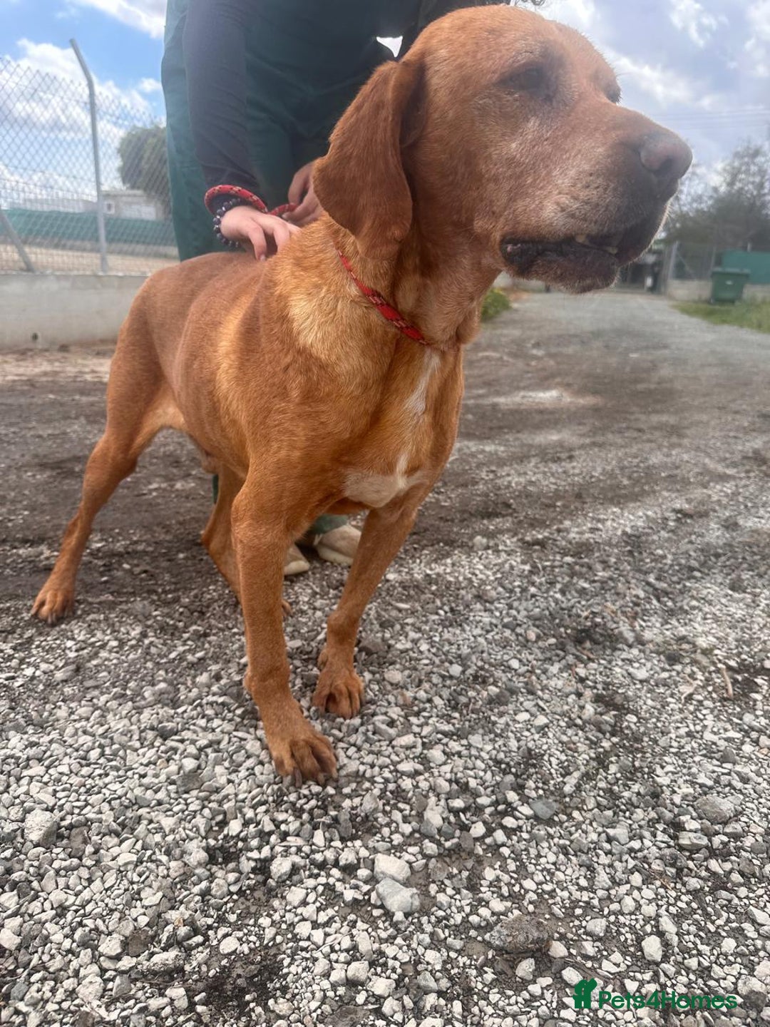 Mixed Breed dogs for adoption: Makis , a loving Cypriot boy  - Image 1