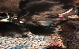 Chihuahua dogs for sale: 3 stunning chihuahua puppies - Image 3