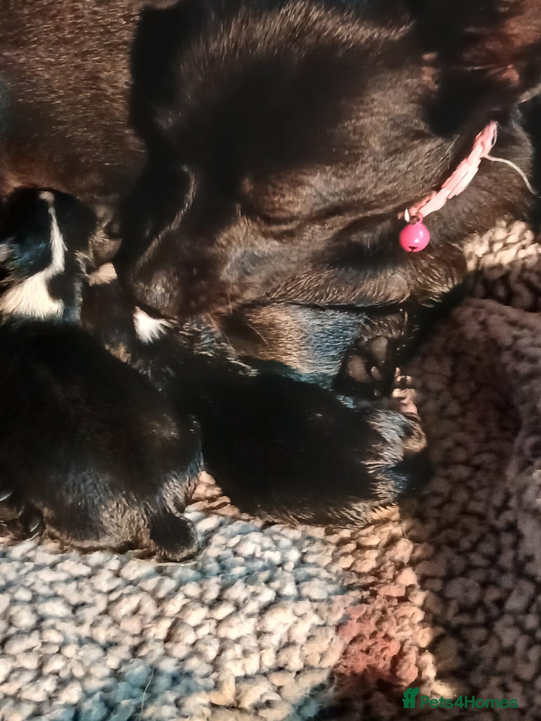 Chihuahua dogs for sale: 3 stunning chihuahua puppies - Image 3