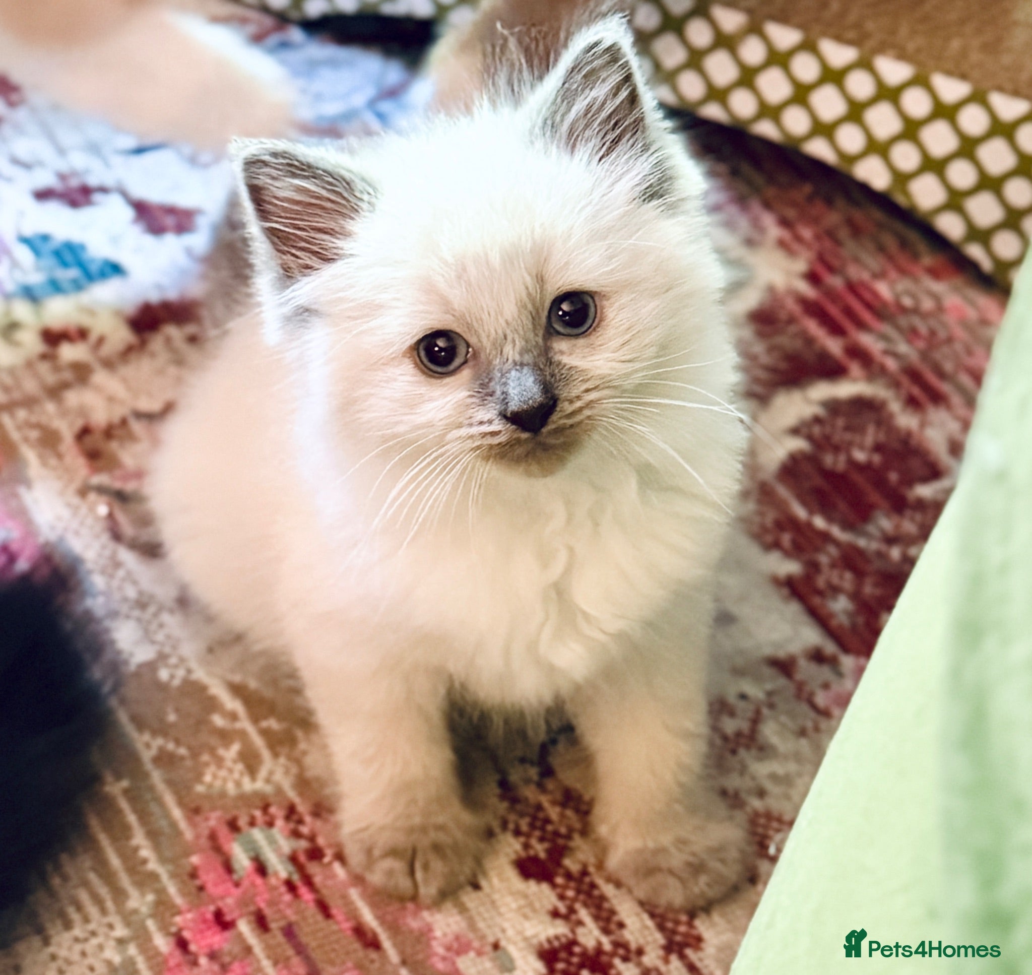 Ragdoll cats READY NOW Blue Point purebred Ragdoll Kittens - Advert 1