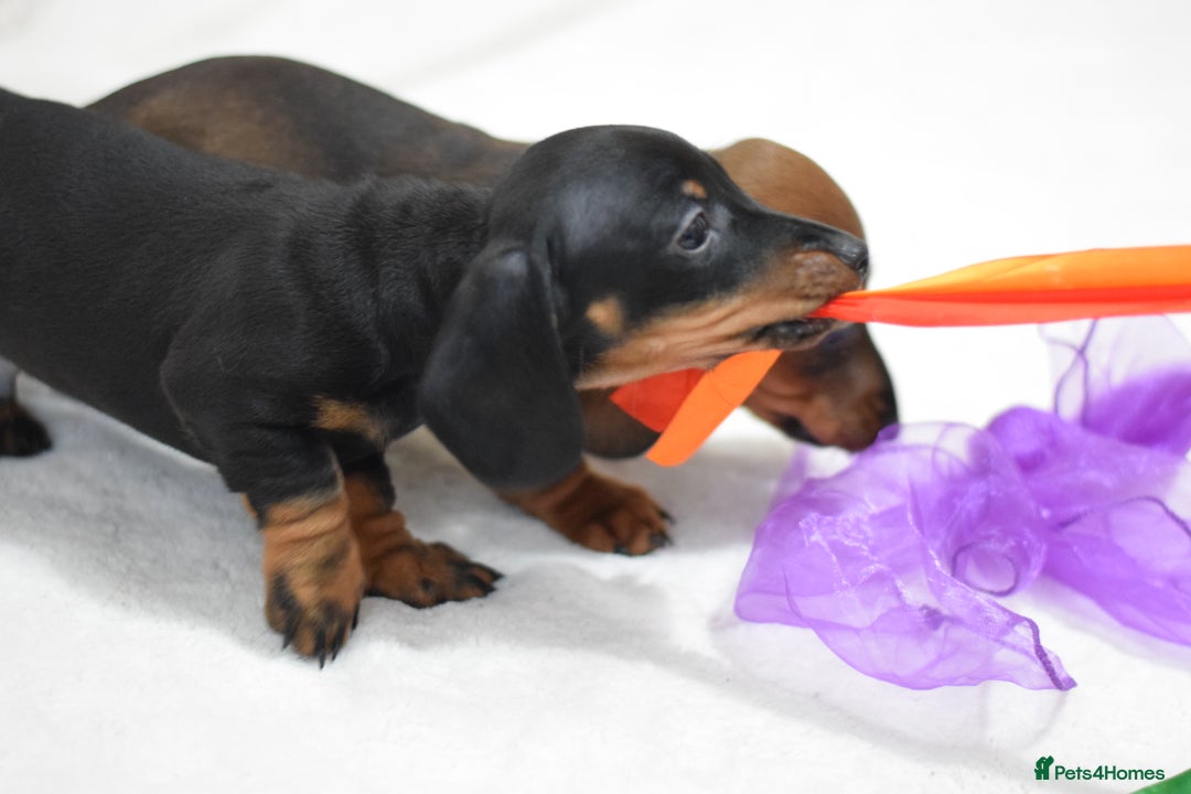 Miniature Dachshund dogs for sale: 🌟Gorgeous Miniature Dachshunds🌟 - Advert 19