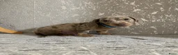 Miniature Dachshund dogs for sale: Isabella dachshunds for sale  - Advert 6