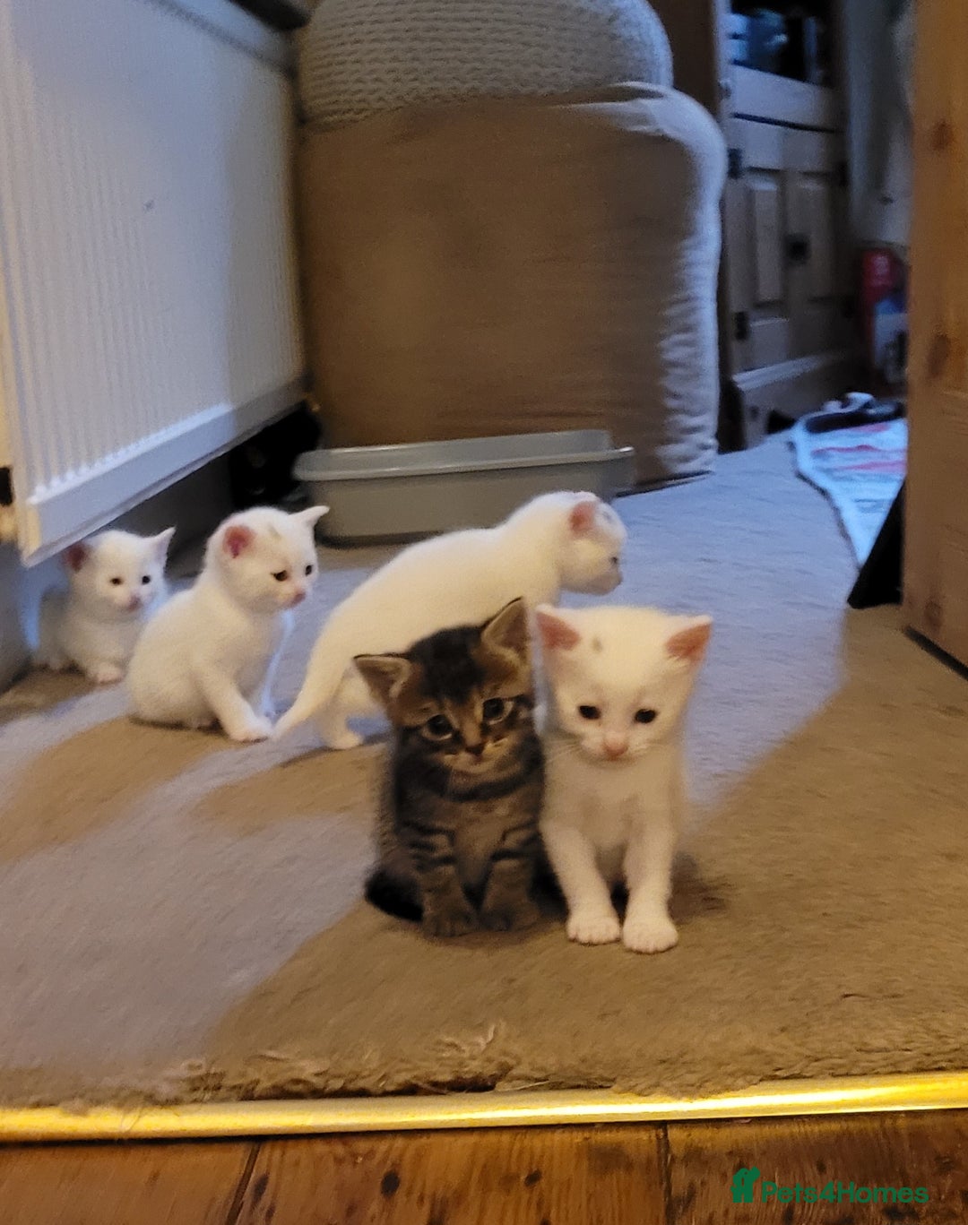 Mixed Breed cats for sale: Adorable White/Tabby Kittens Looking for Homes! 🐾 - Image 10