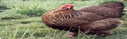 Chickens poultry for sale: Fertile hatching eggs Chickens Ducks Peafowl  - Advert 22