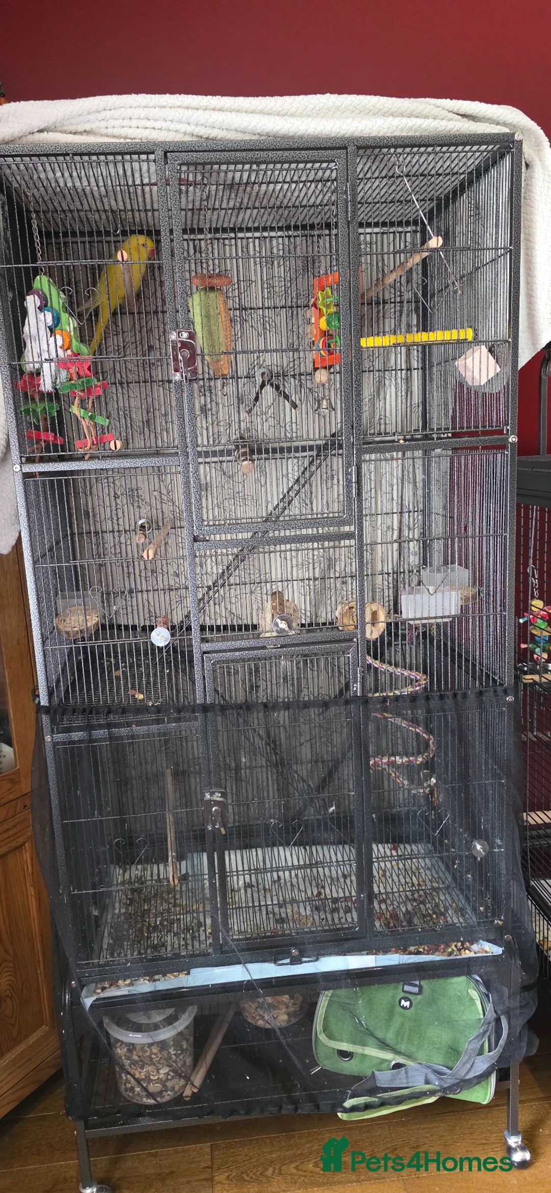 Ringnecks birds for sale: Beautiful yellow Ringneck parrot (kevin) - Advert 9