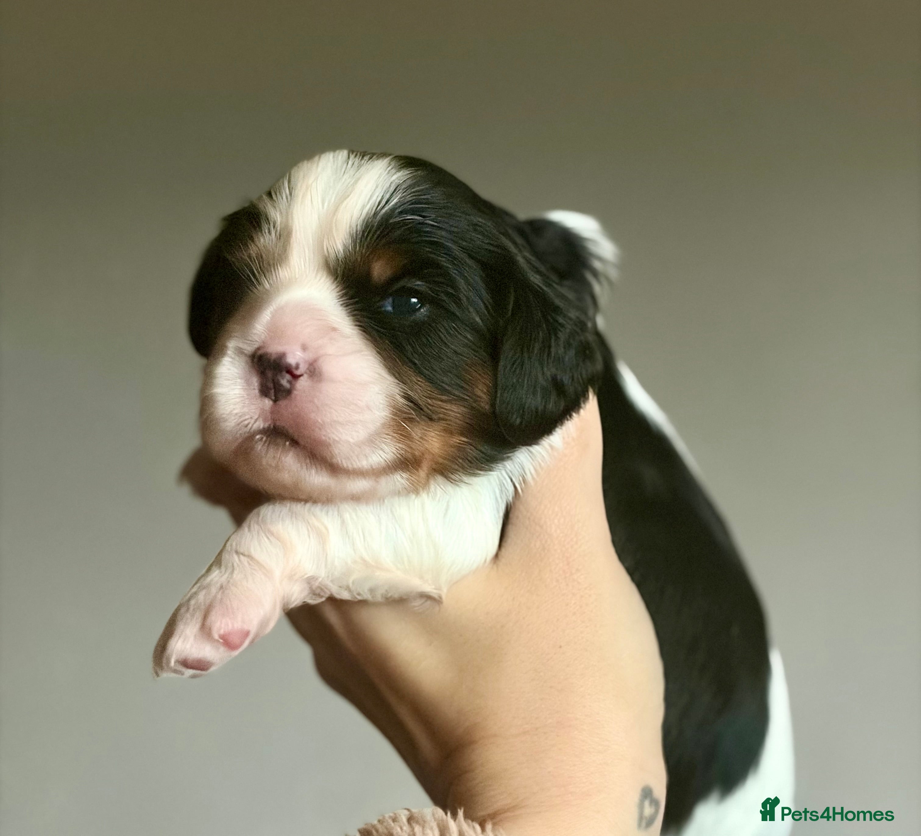 Cavalier King Charles Spaniel dogs Beautiful Cavalier King Charles Puppies - Advert 3