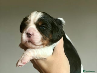 Cavalier King Charles Spaniel dogs Beautiful Cavalier King Charles Puppies - Advert 1